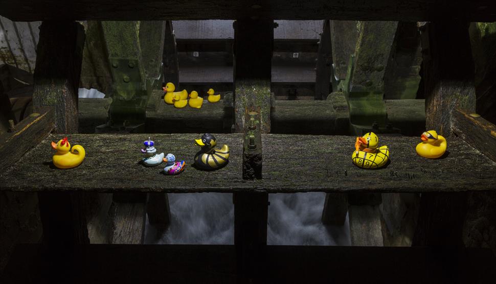 Grand duck race on the River Itchen