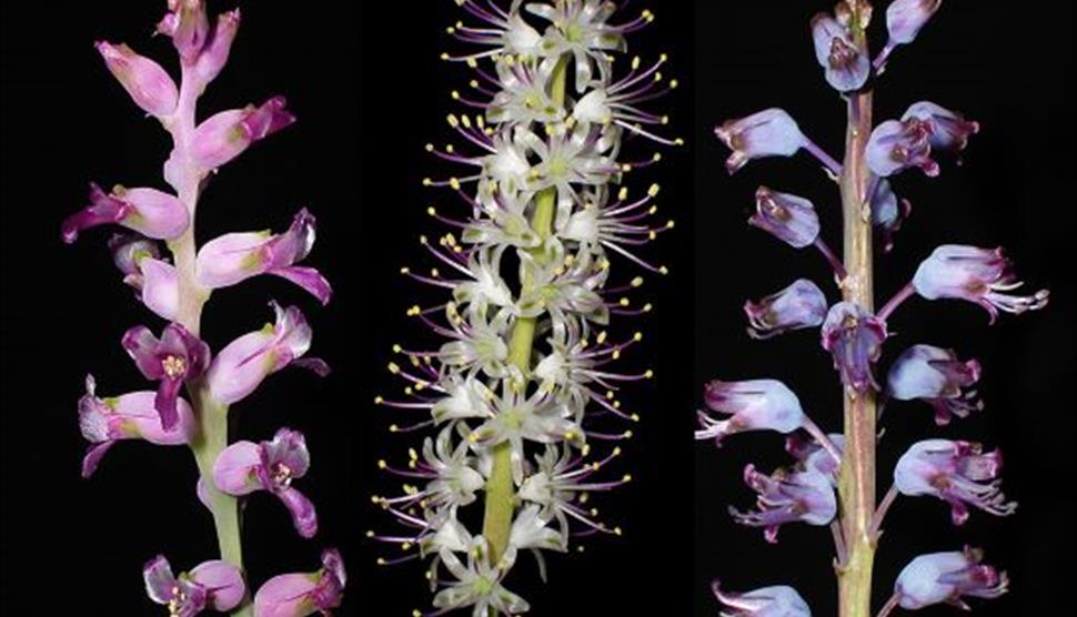 Lachenalia and Orchid Exhibition at Exbury Gardens & Steam Railway