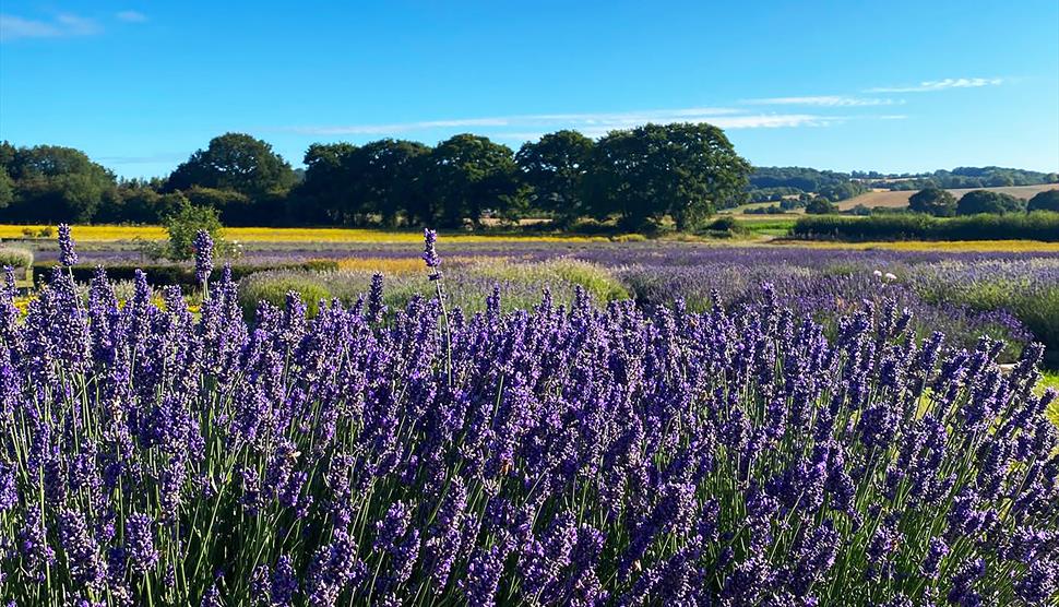 Lavender Fields Hampshire
