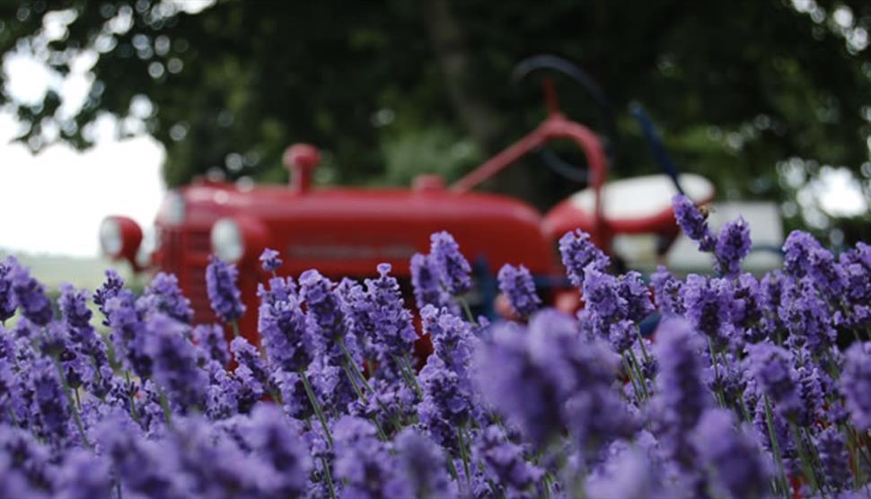 The Lavender Fields Open Days 2018