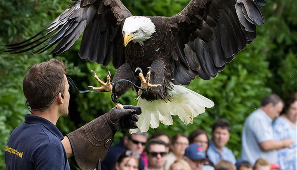 Liberty's Owl Raptor & Reptile Centre