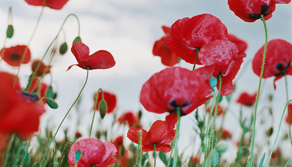 Women War Artists of World War One at Lymington Library