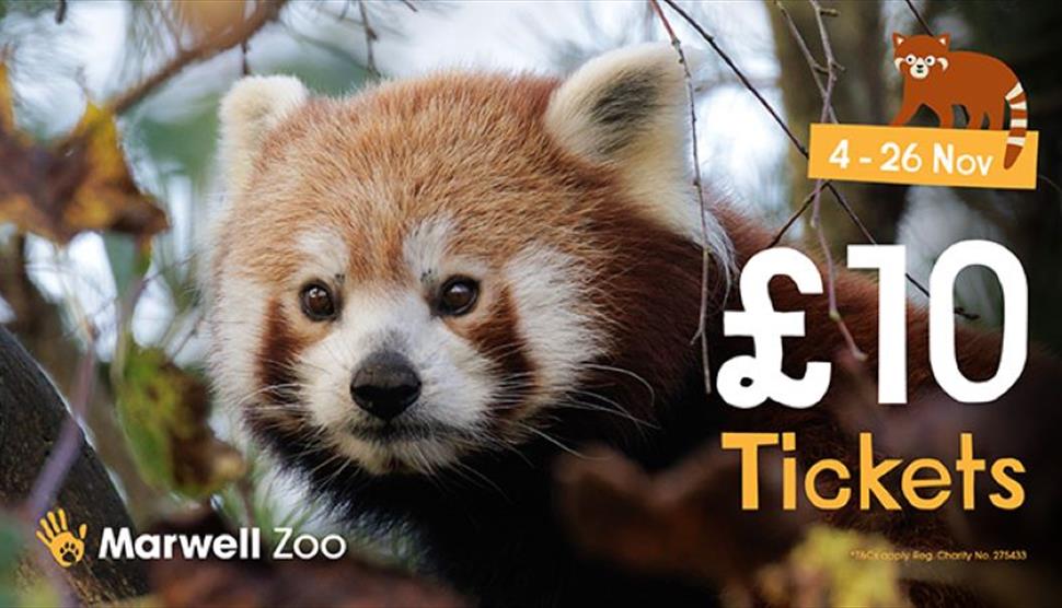 Red panda at Marwell Zoo, £10 ticket offer