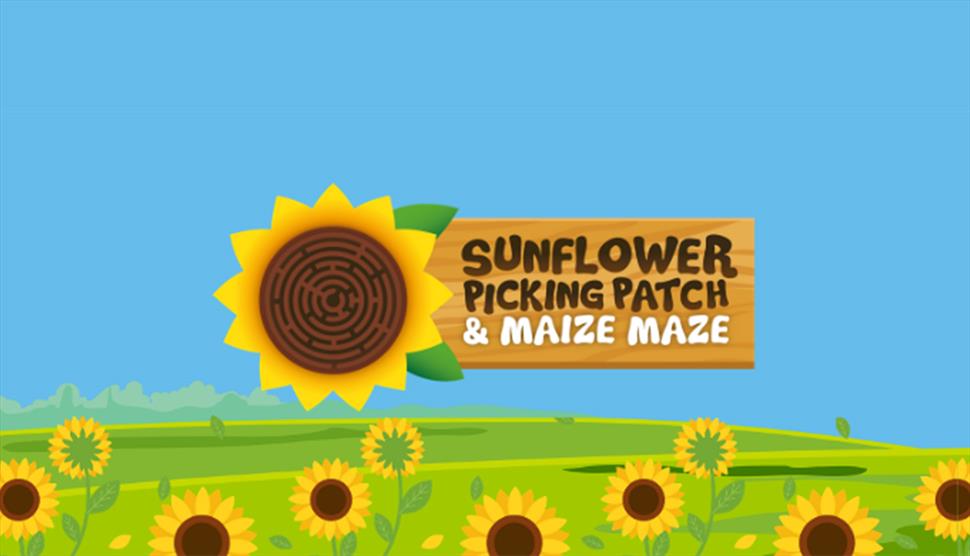 Maize Maze & PYO Sunflowers
