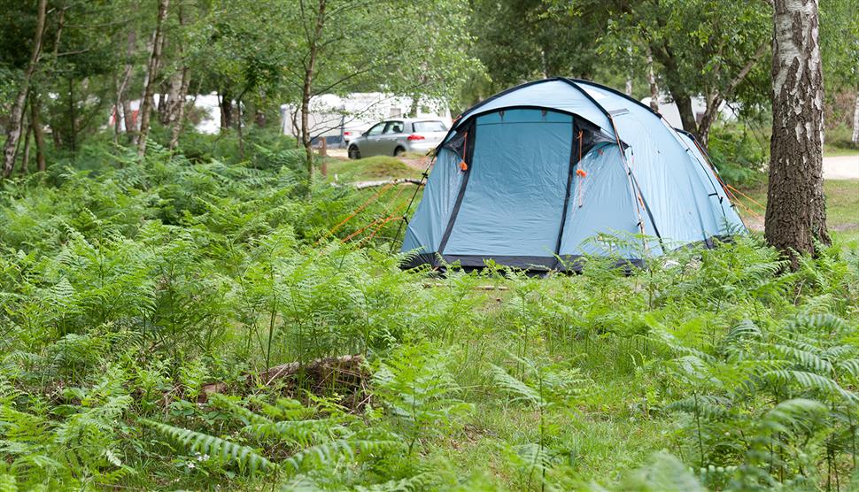 Matley Wood Campsite, New Forest