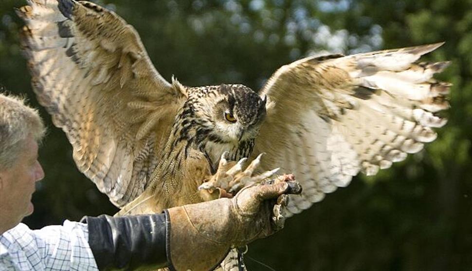 Falconry Experience Day at Sir Harold Hillier Gardens