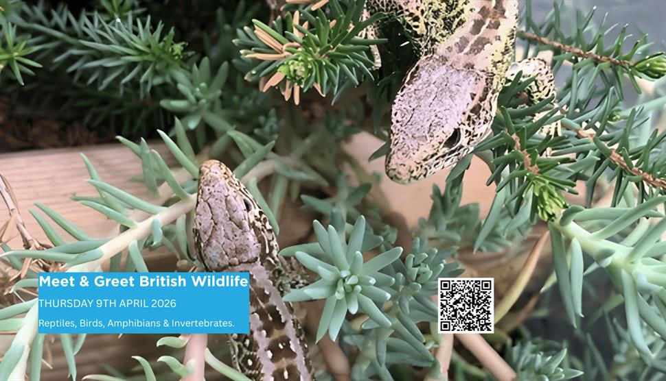 TWO British Sand Lizards pictured walking across spiky plants and twigs at a children's  event.
