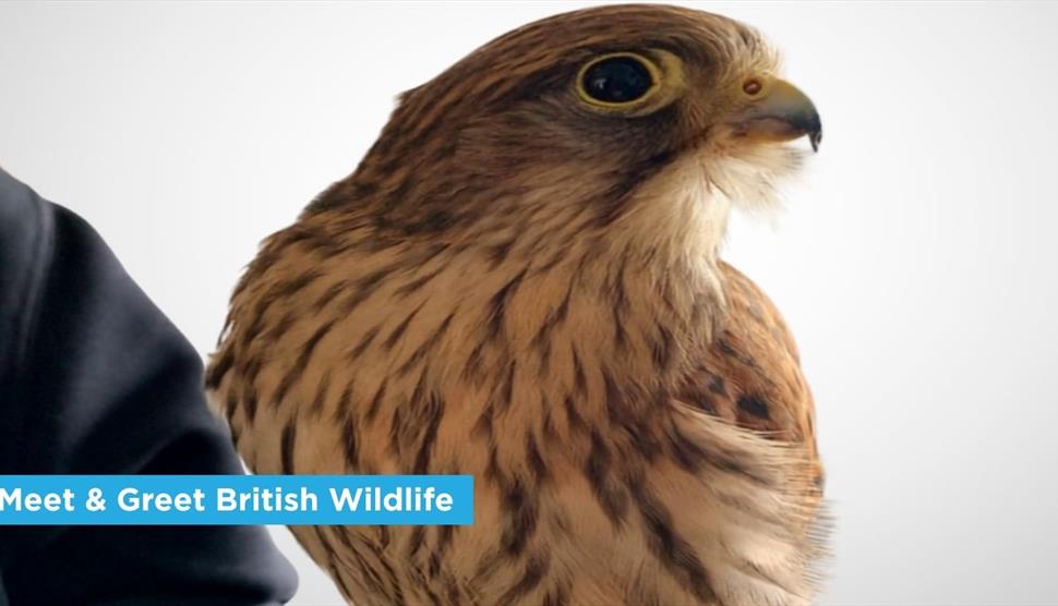 Meet & Greet British Wildlife Show at Sky Park Farm