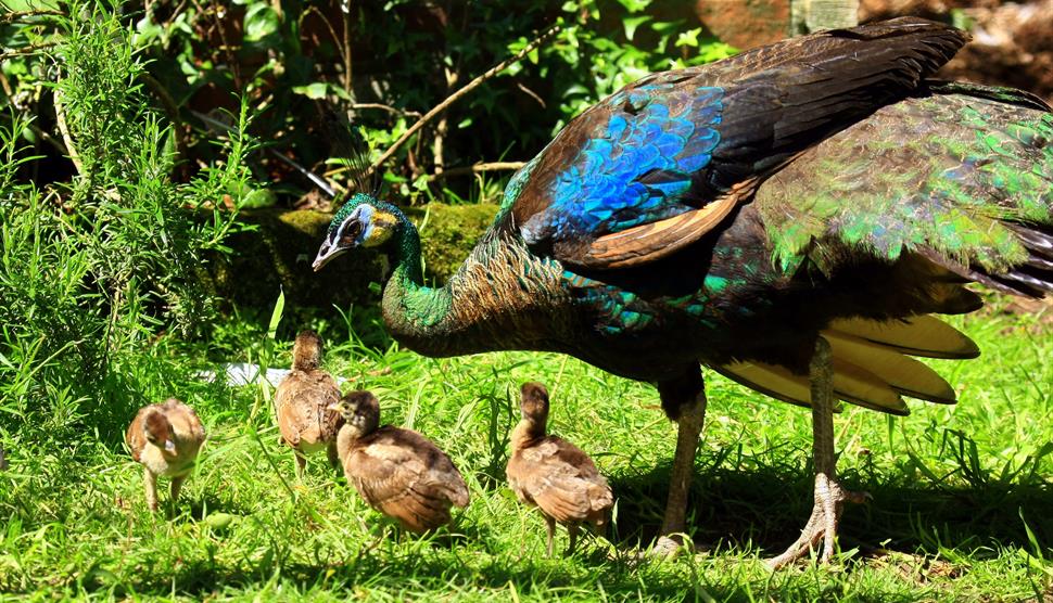 Mother's Day at Birdworld