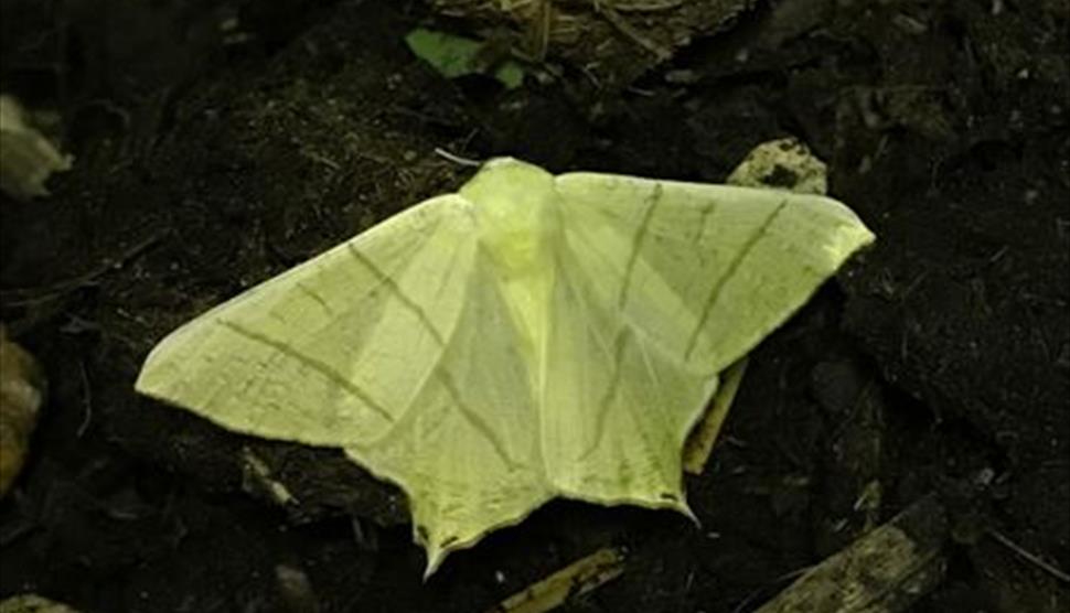 Discovering the Moths of Selborne at Gilbert White's House