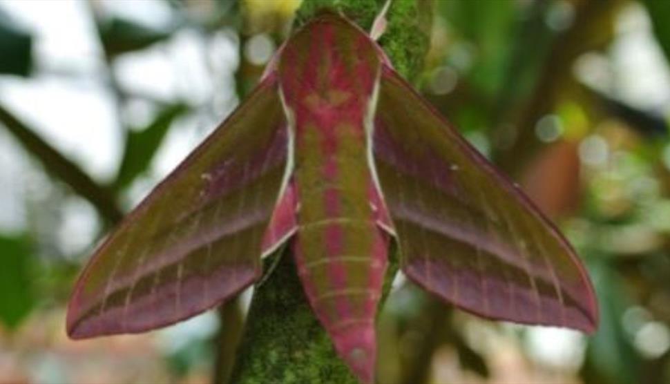 Discovering the Bats and Moths of Selborne at Gilbert White's House and Gardens