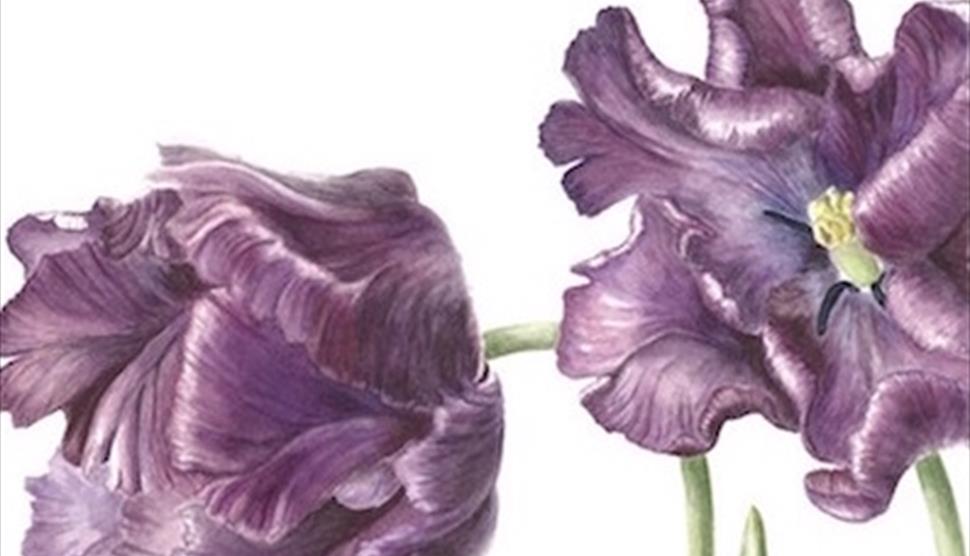 Tulip Fever Botanical Drawing Class at Heckfield Place