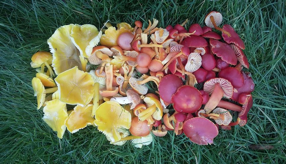 Workshop: Forage for Mushroom and Other Wild Food at Heckfield Place