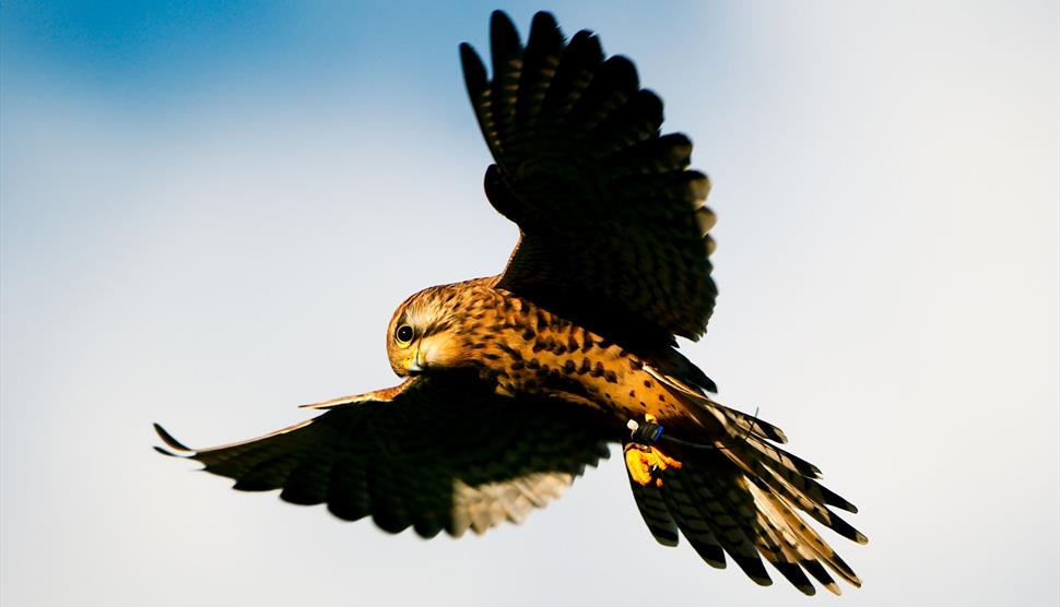 Music on the Wing at The Hawk Conservancy Trust