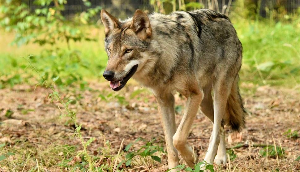 Wolf at New Forest Wildlife Park
