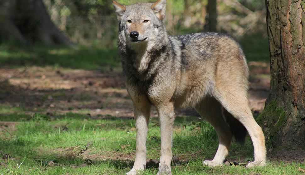 Wolf at New Forest Wildlife Park