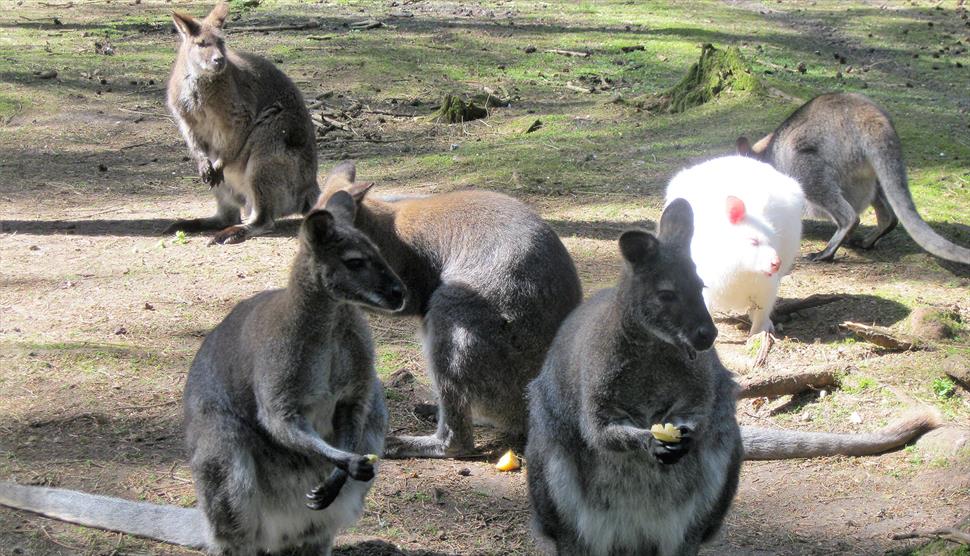 Wild and Wonderful Summer at New Forest Wildlife Park