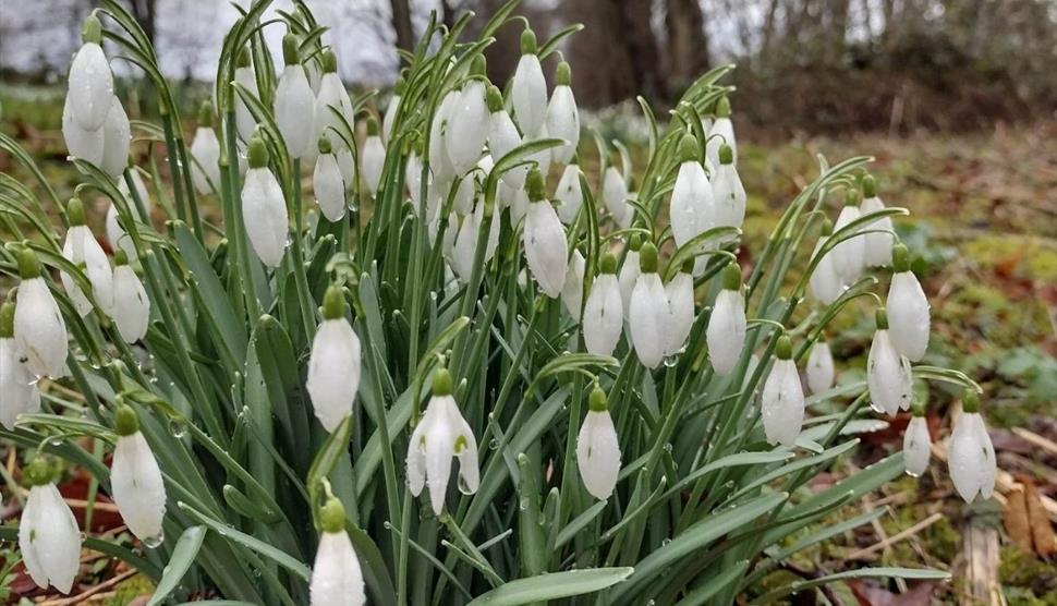 National Gardens Scheme Snowdrop Sunday