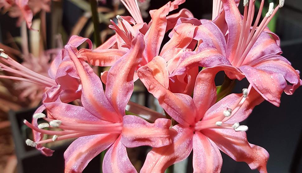 Nerine Exhibition at Exbury Gardens & Steam Railway