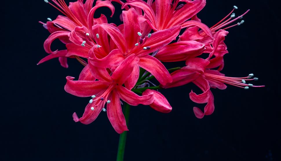 Nerine Exhibition at Exbury Gardens & Steam Railway