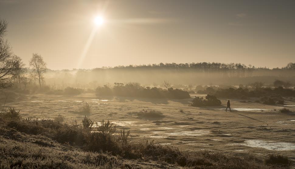 New Forest Northern Commons Wildlife Walk