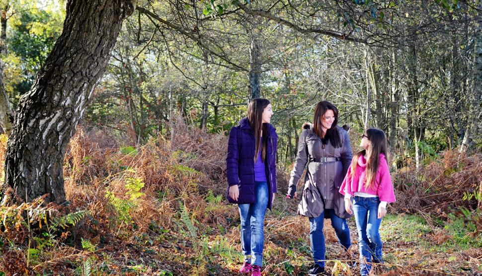 New Forest: Whitefield Moor Longer Loop Walk