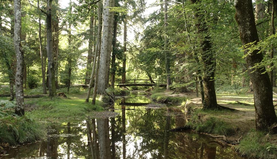 New Forest Walks