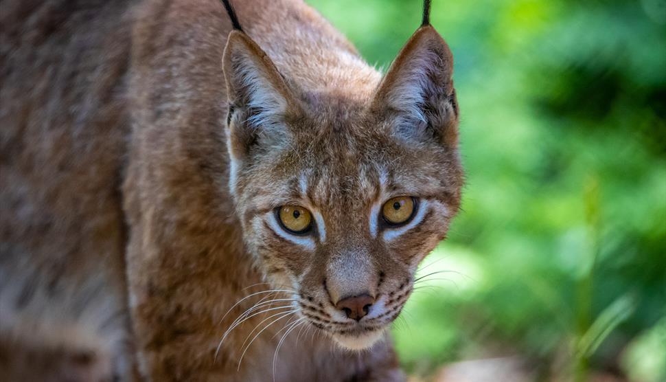 Lynx at The New Forest Wildlife Park