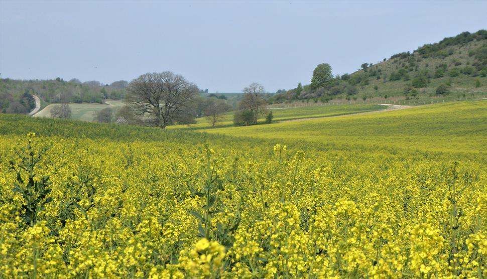 North Wessex Downs Walking Festival