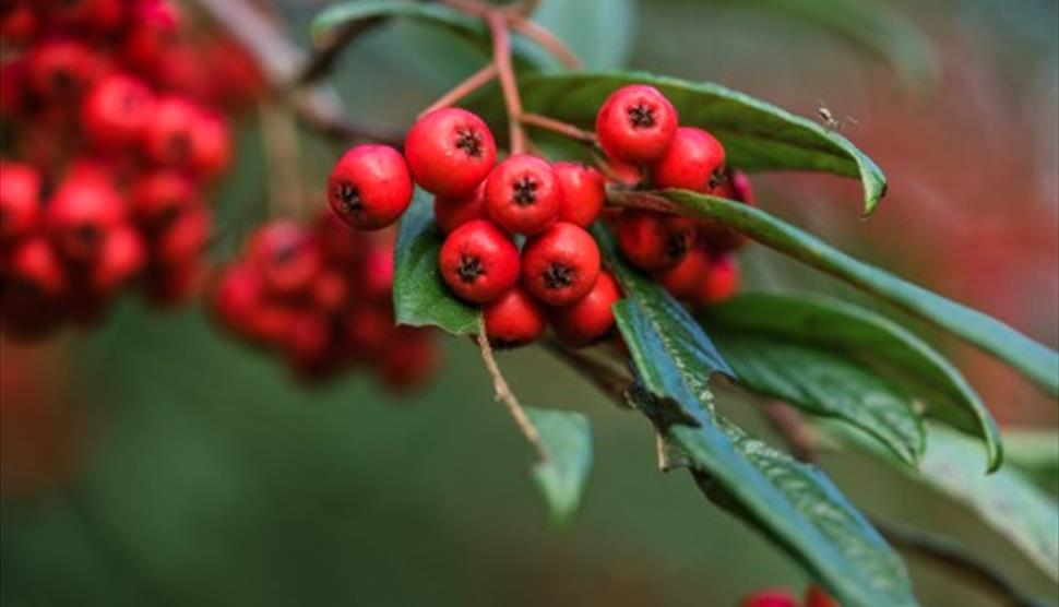 Christmas Wreath Workshop at Sir Harold Hillier Gardens