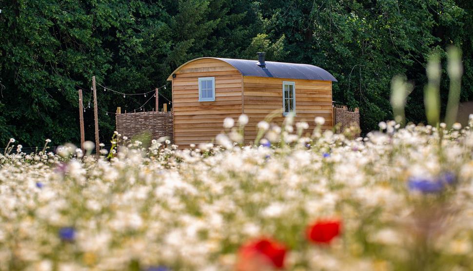 A shepherd's hut in a wildflower meadow at Summerdown