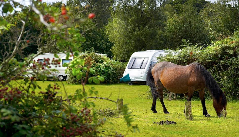 Ocknell Campsite, New Forest: Visit-Hampshire.co.uk