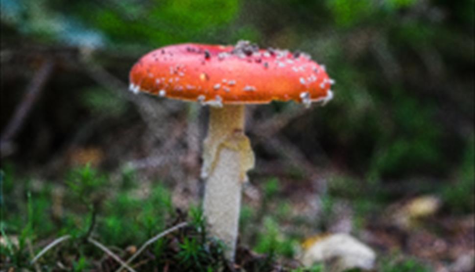 Fungi Exhibition and Walks at Sir Harold Hillier Gardens