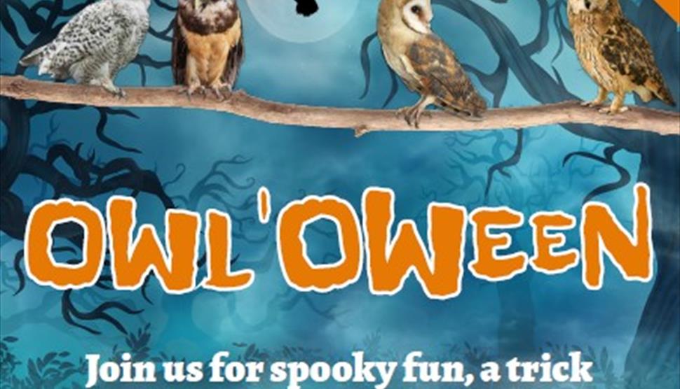 Owloween at Birdworld