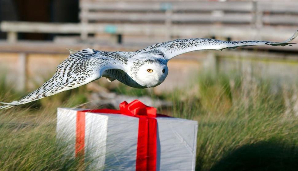 Owls By Moonlight at The Hawk Conservancy Trust