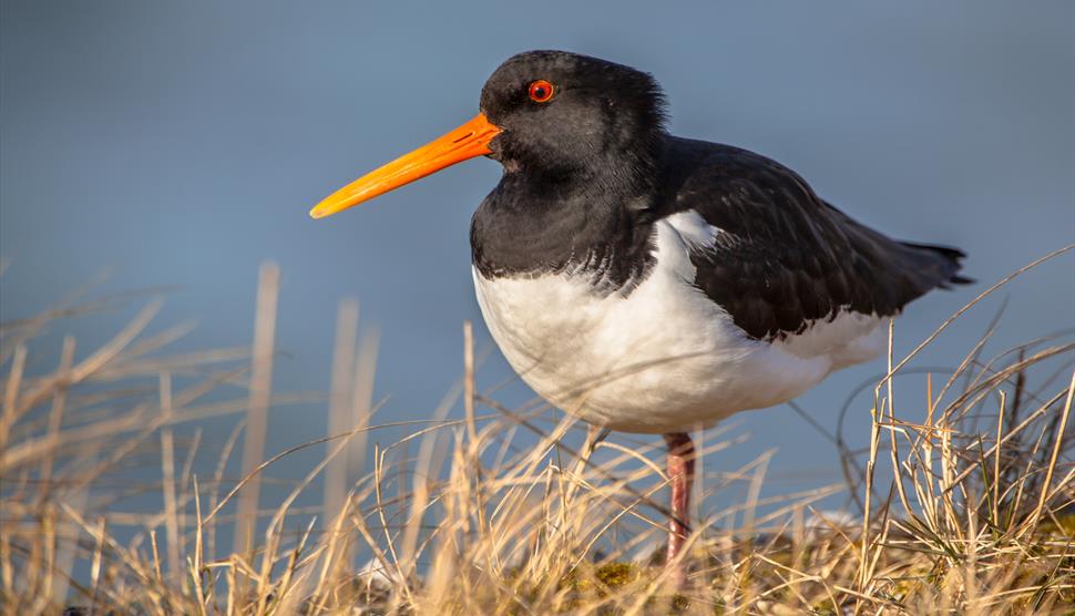 Bird Walk and Breakfast at Lepe Country Park