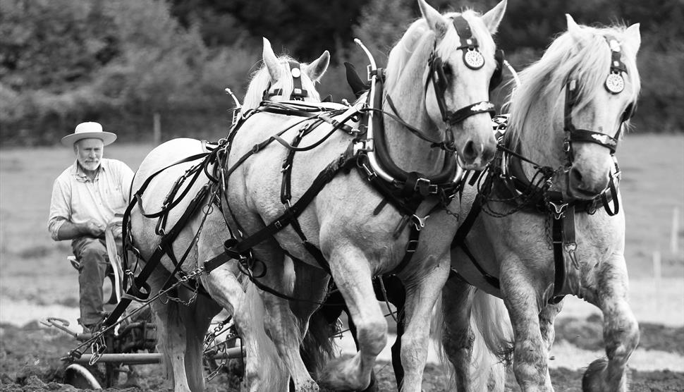 Heavy Horse Ploughing Match, Country Fair & Fun Family Dog Show