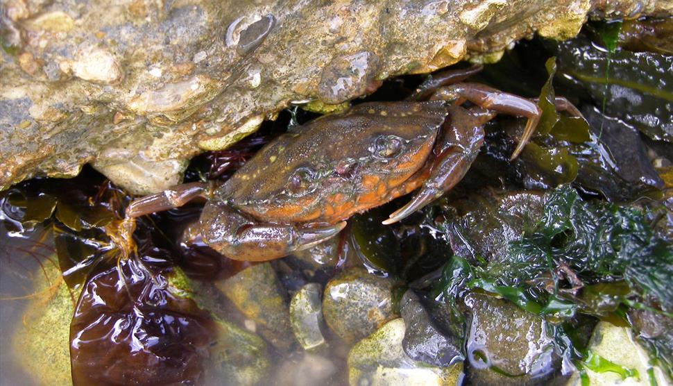 Nature Detectives at Lepe Country Park