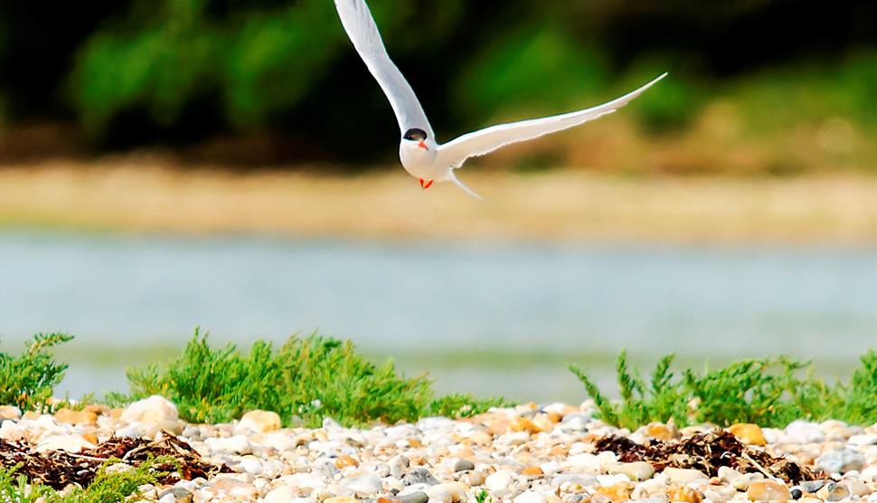 Chichester Harbour National Landscape