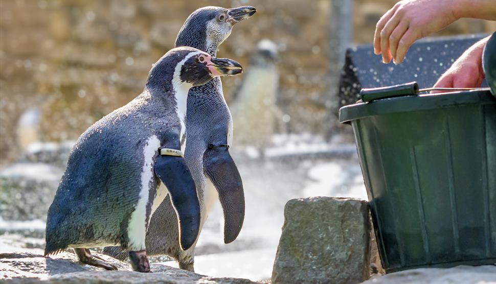 Squid and Friends: Penguin Brick Hunt at Birdworld