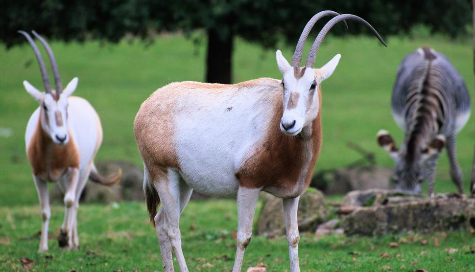 Scimitar-horned oryx at Marwell Zoo