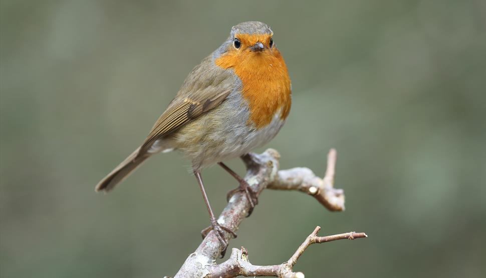 The RSPB: Big Garden Birdwatch at Sir Harold Hillier Gardens