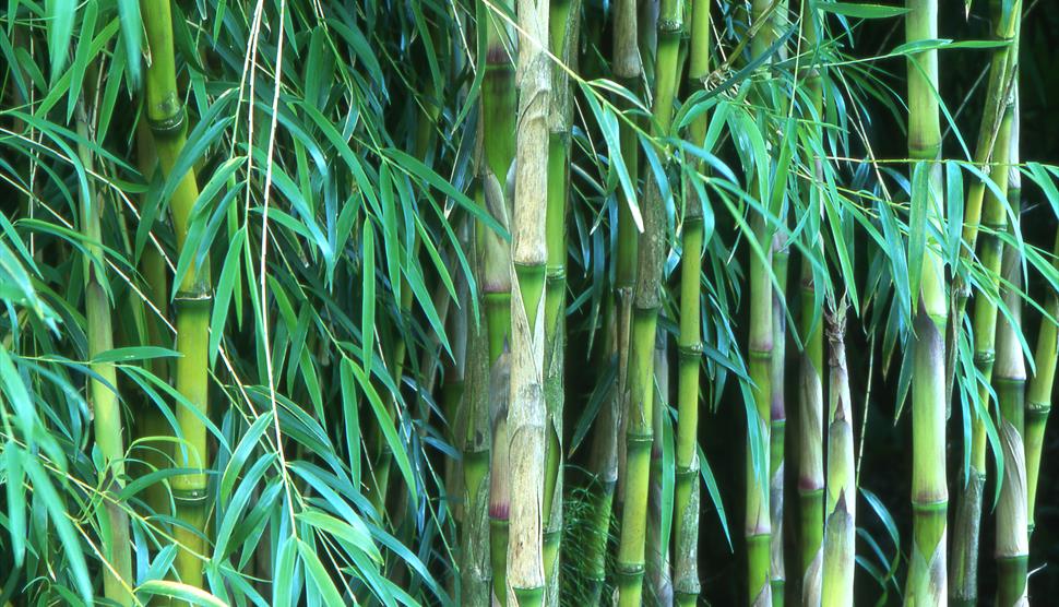 Bamboo Delight Dinner at Sir Harold Hillier Gardens