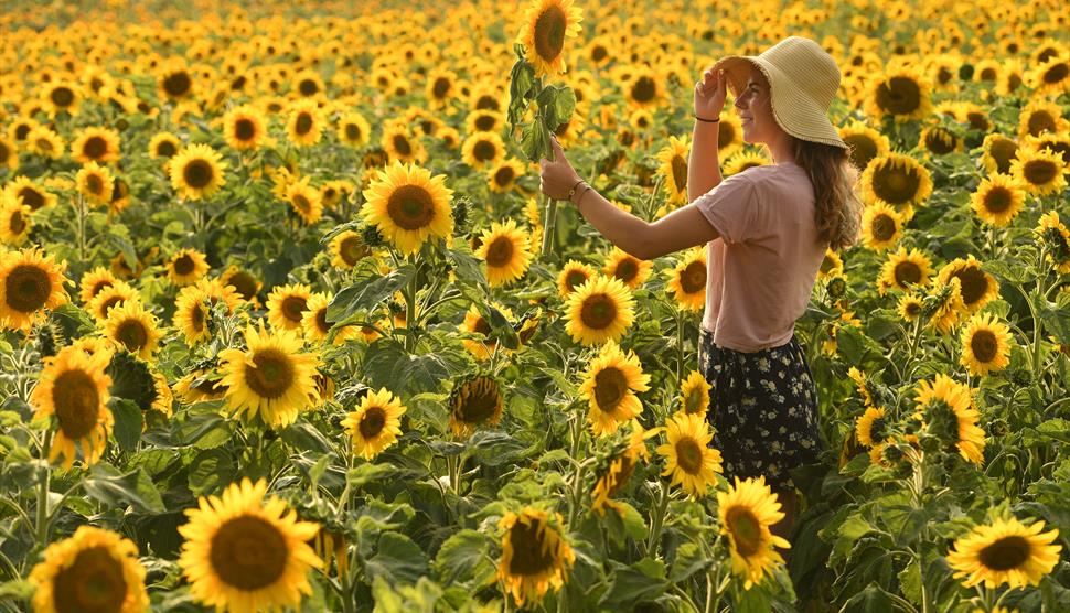 Maize Maze & PYO Sunflowers