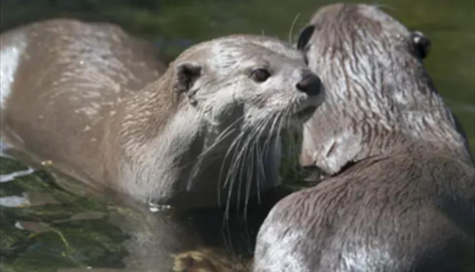 Amazing Otters and where to find them at New Forest Wildlife Park