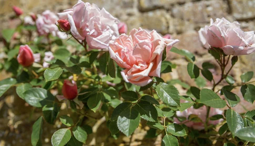 Chawton in Stitches Tour & Cream Tea at Chawton House
