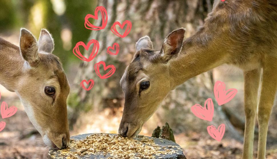 Deer feeding at New Forest Wildlife Park