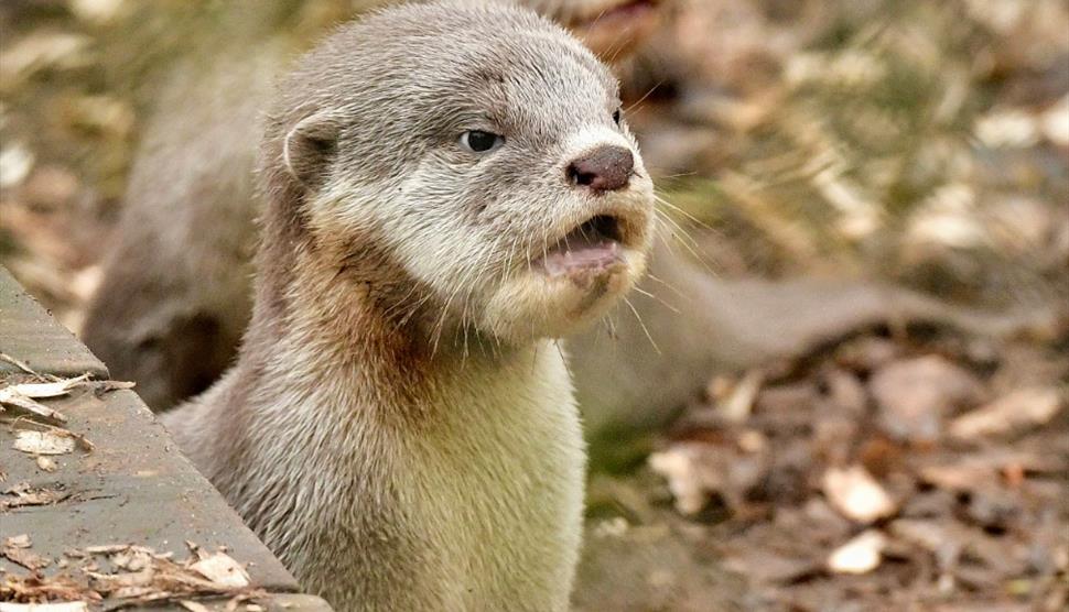 Otter cubs at New Forest Wildlife Park