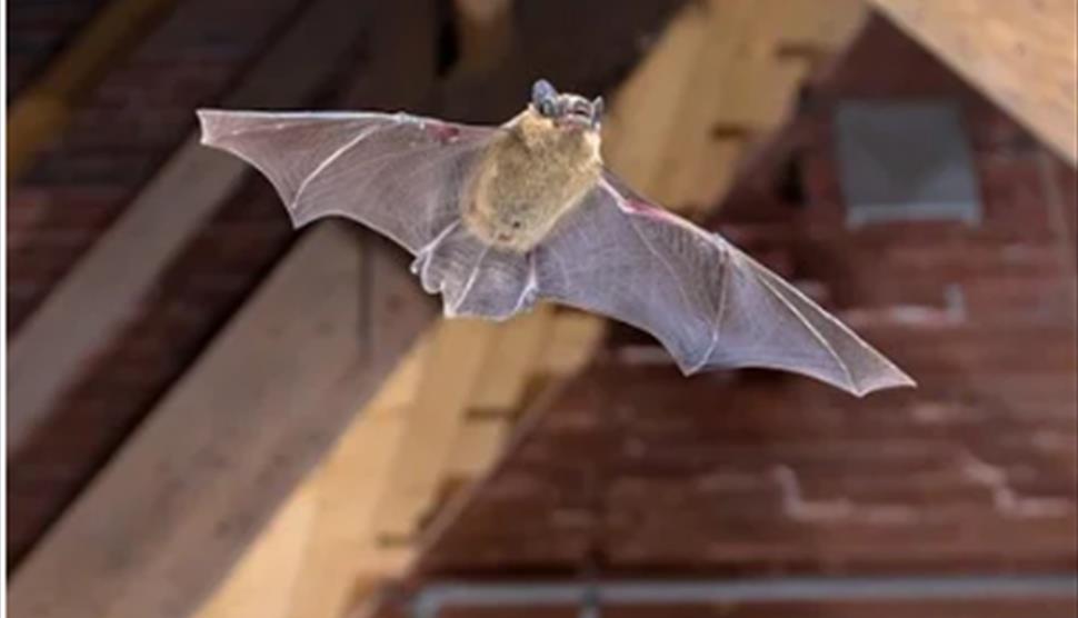 Picture of flying bat