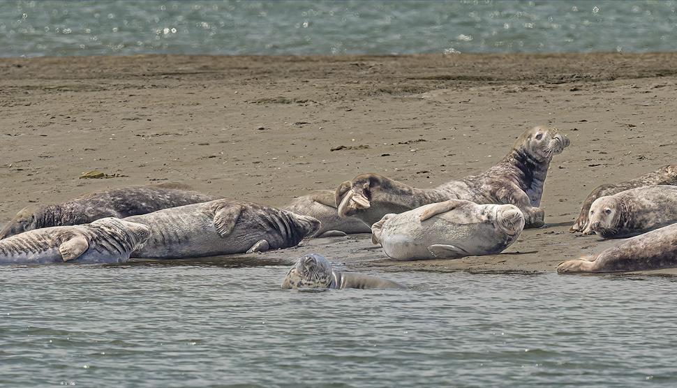 Chichester Harbour National Landscape